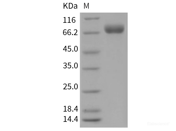 Recombinant Mouse BCAM Protein (His tag)-Elabscience