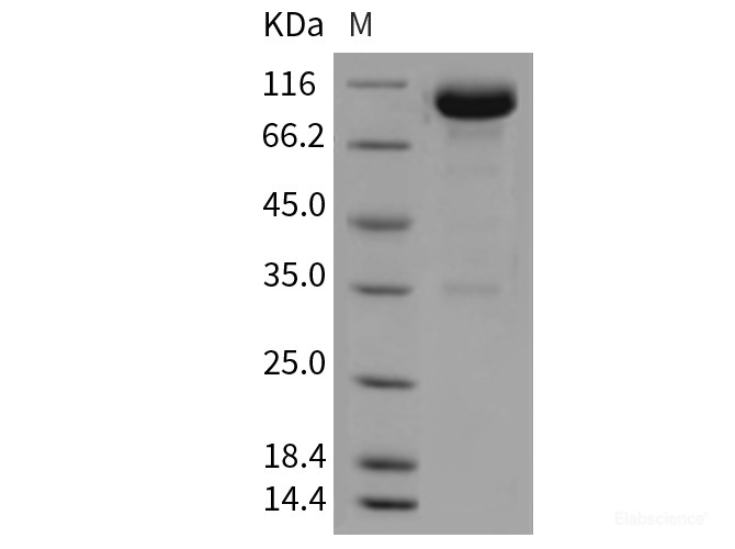 Recombinant Mouse BCAM Protein (Fc tag)-Elabscience