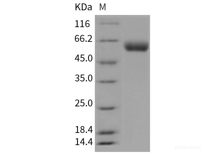Recombinant Mouse VNN1 / Vanin-1 Protein (His tag)-Elabscience
