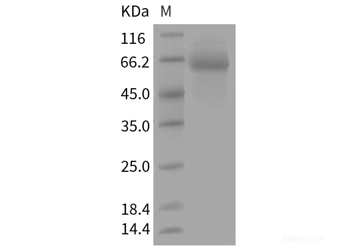 Recombinant Mouse FcERI / FCER1A Protein (Fc tag)-Elabscience