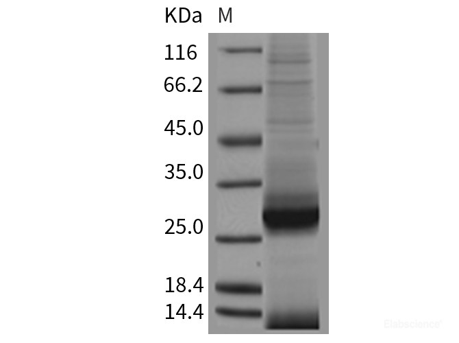 Recombinant Mouse ApoA1 Protein (His tag)-Elabscience