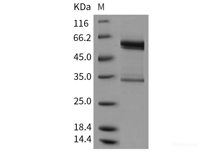 Recombinant Mouse tPA / PLAT Protein (Fc tag)-Elabscience