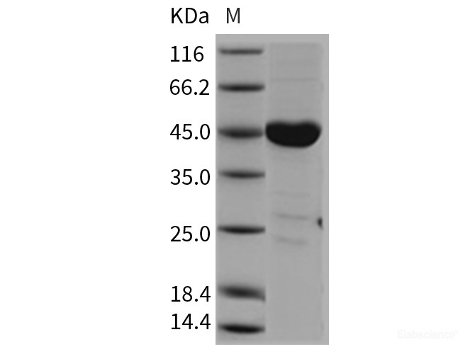 Recombinant Mouse CSK / C-Src kinase Protein-Elabscience