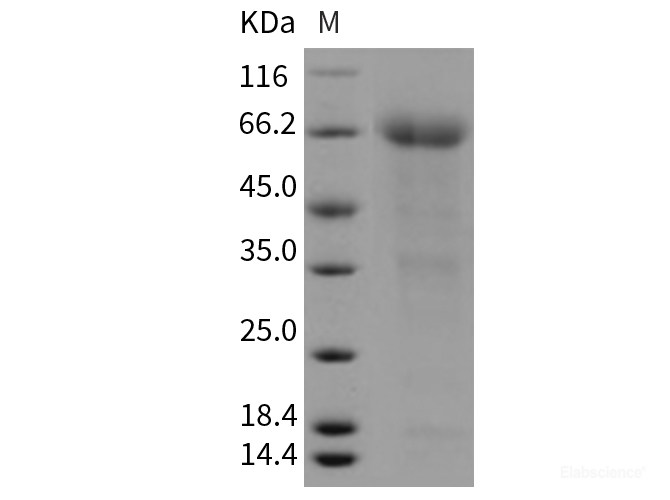 Recombinant Mouse Epcr / PROCR Protein (Fc tag)-Elabscience
