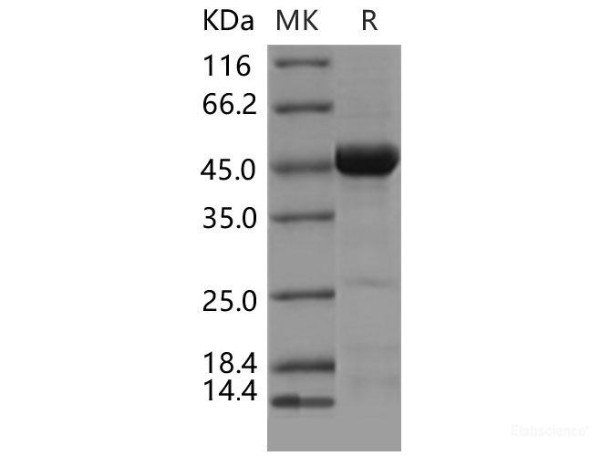 Recombinant Mouse CDC37 / CDC37A Protein-Elabscience