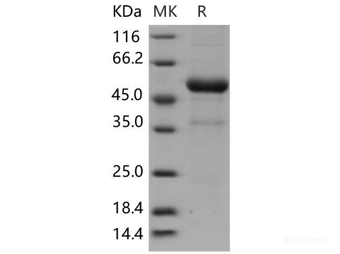 Recombinant Mouse KLRB1F / NKR-P1F Protein (Fc tag)-Elabscience