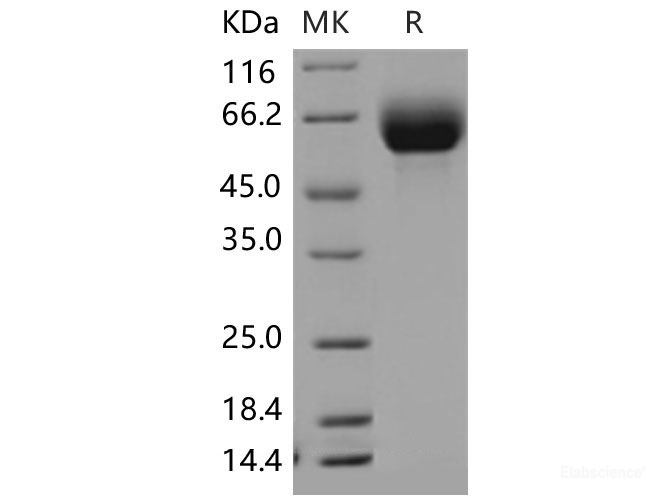 Recombinant Mouse SLC3A2 / CD98 Protein (His tag)-Elabscience