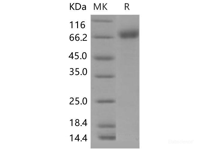 Recombinant Mouse IL1R1 / CD121a Protein (Fc tag)-Elabscience