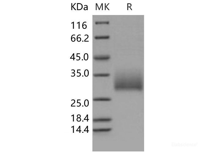 Recombinant Mouse NKR-P1A / Klrb1a Protein (His tag)-Elabscience