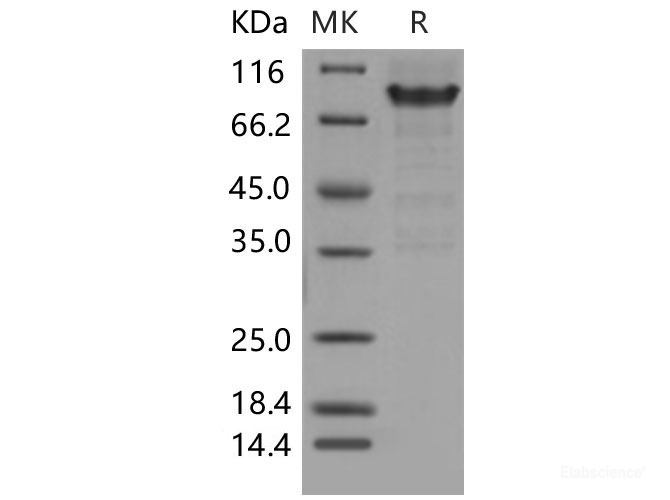 Recombinant Mouse PSGL-1 / CD162 / SELPLG Protein (Fc tag)-Elabscience