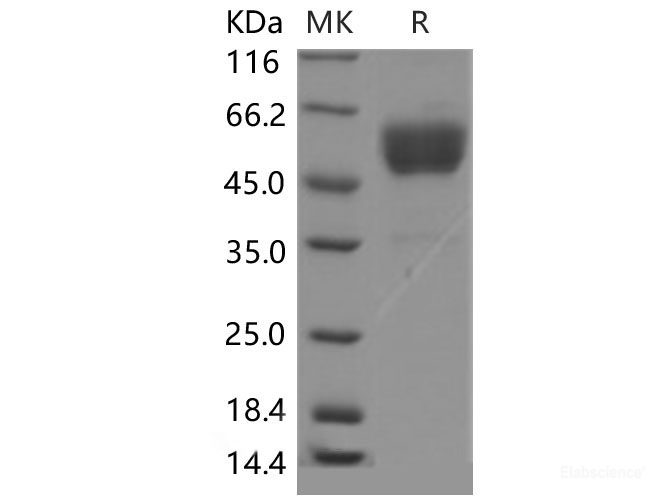 Recombinant Mouse CD69 / CLEC2C / AIM Protein (Fc tag, ECD)-Elabscience