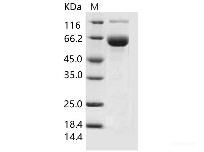 Recombinant Mouse CD33 / Siglec-3 Protein (Fc tag)-Elabscience