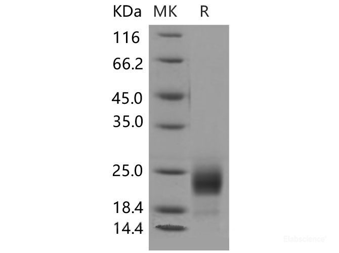 Recombinant Mouse CD302 / CLEC13A Protein (His tag)-Elabscience