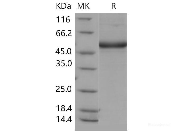 Recombinant Mouse CD302 / CLEC13A Protein (Fc tag)-Elabscience