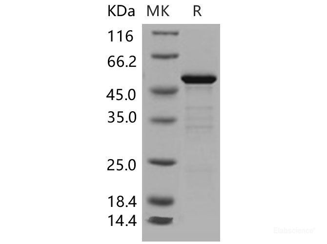 Recombinant Mouse 14-3-3 epsilon / YWHAE Protein (GST tag)-Elabscience