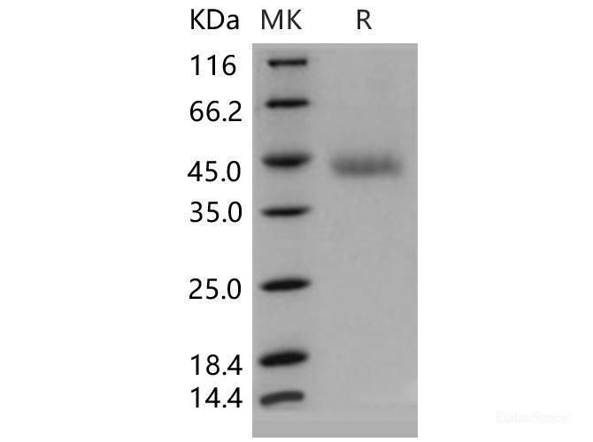 Recombinant Mouse OMGP / OMG Protein (aa 1-245, His tag)-Elabscience