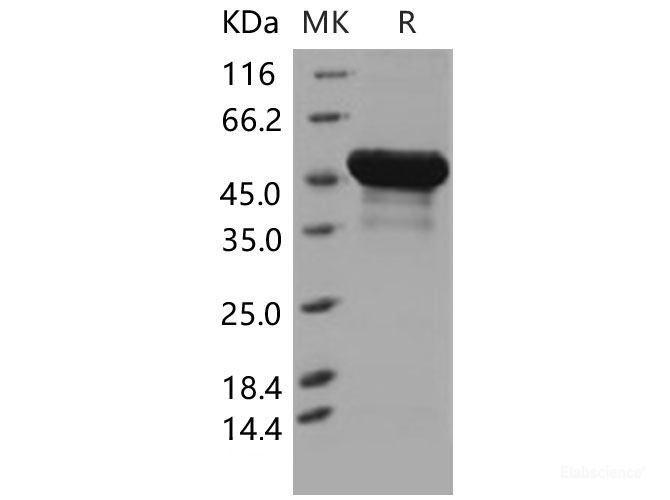 Recombinant Mouse BLMH / Bleomycin Hydrolase Protein (His tag)-Elabscience