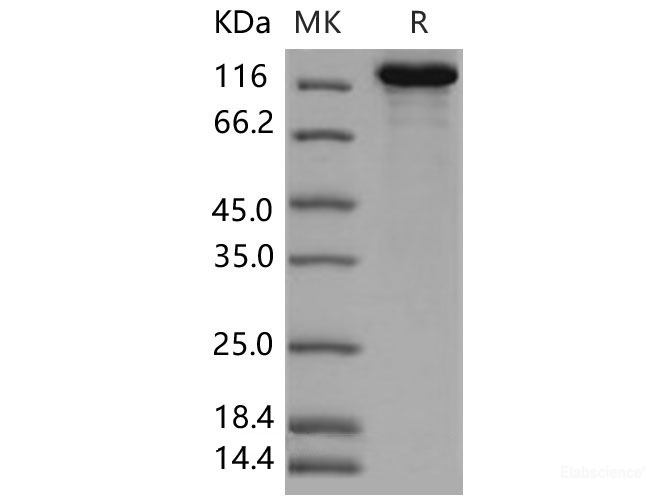Recombinant Mouse CNTNAP2 / CASPR2 Protein (His tag)-Elabscience