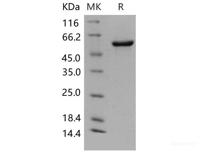 Recombinant Mouse P4HB / ERBA2L Protein (His tag)-Elabscience