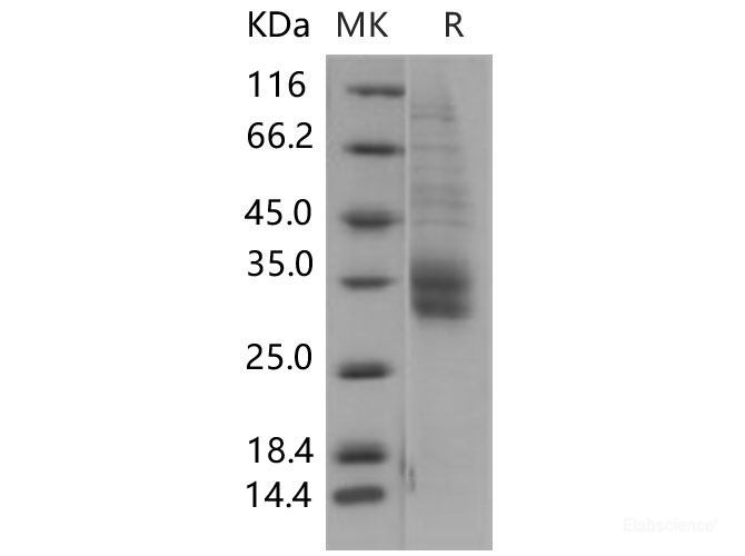 Recombinant Mouse SLAMF8 / BLAME Protein (His tag)-Elabscience