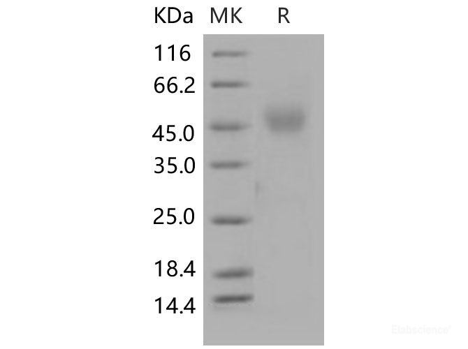 Recombinant Mouse NEGR1 Protein (His tag)-Elabscience