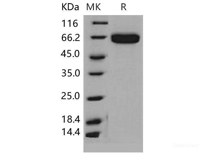 Recombinant Mouse EphA2 Protein (His tag)-Elabscience