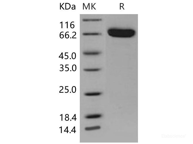 Recombinant Mouse EphB4 / HTK Protein (His tag)-Elabscience