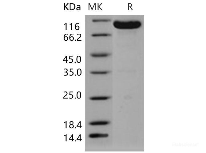 Recombinant Mouse EphB4 / HTK Protein (Fc tag)(Fc tag)-Elabscience