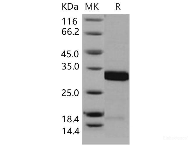 Recombinant Mouse 14-3-3 sigma / Stratifin / YWHAS Protein-Elabscience