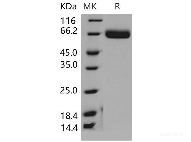 Recombinant Mouse EphA4 / HEK8 Protein (His tag)-Elabscience