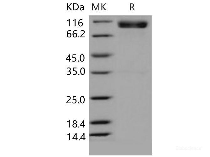 Recombinant Mouse EphA4 / HEK8 Protein (Fc tag)(Fc tag)-Elabscience