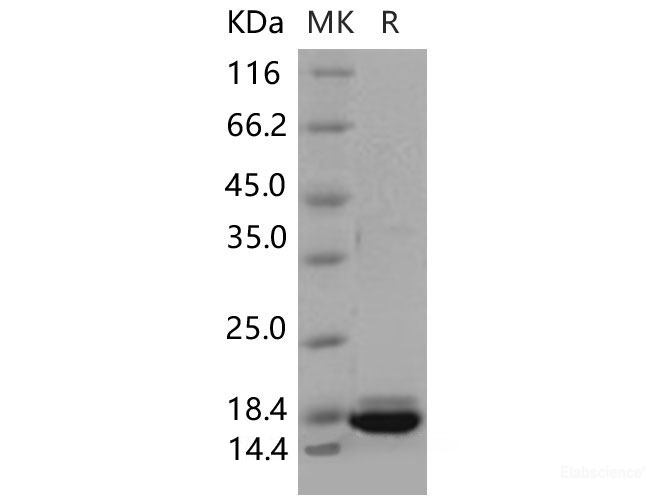 Recombinant Mouse Peroxiredoxin 5 / PRDX5 Protein (His tag)-Elabscience