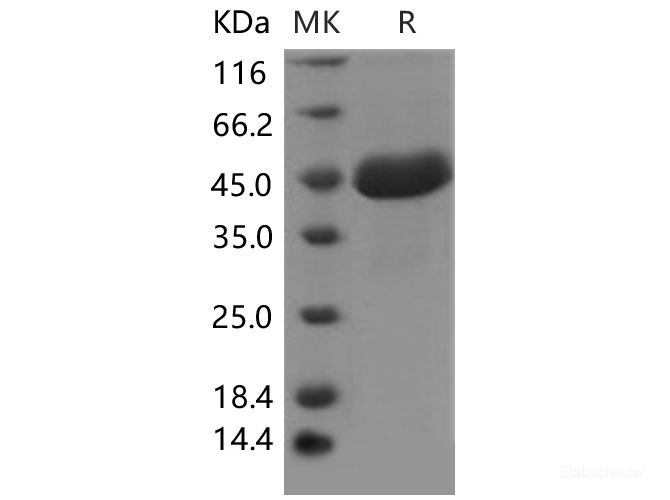 Recombinant Mouse SPARCL1 / SPARC-like 1 Protein (His tag)-Elabscience