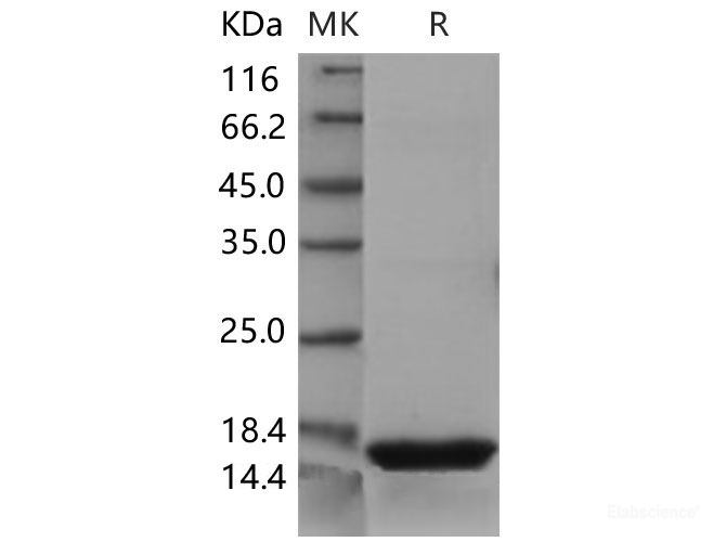 Recombinant Mouse REG3D Protein (His tag)-Elabscience