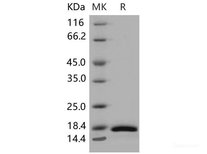 Recombinant Mouse CRABP2 / CRABPII Protein (His tag)-Elabscience