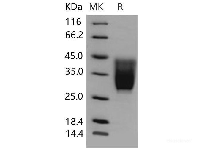 Recombinant Mouse CD99L2 / MIC2L1 Protein (His tag)-Elabscience