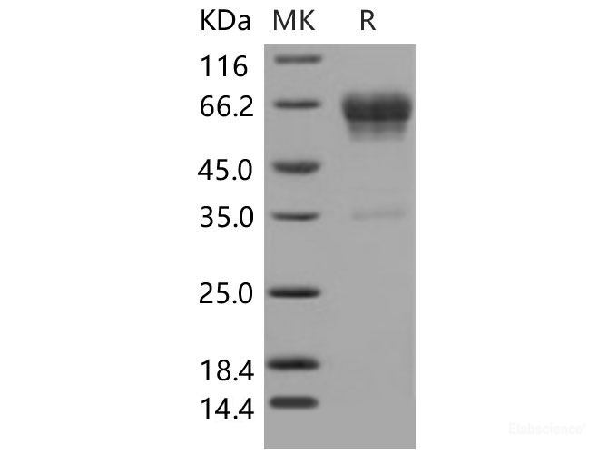 Recombinant Mouse CD99L2 / MIC2L1 Protein (Fc tag)-Elabscience