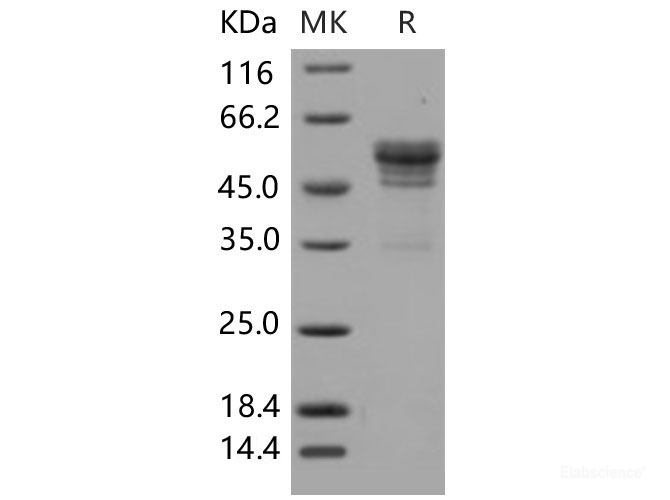 Recombinant Mouse CD99 / PILR1 Protein (Fc tag)-Elabscience