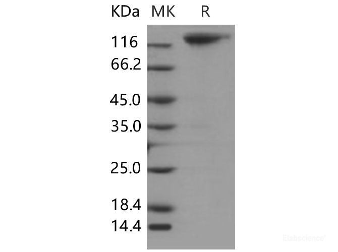 Recombinant Mouse MERTK / Mer Protein (Fc tag)-Elabscience