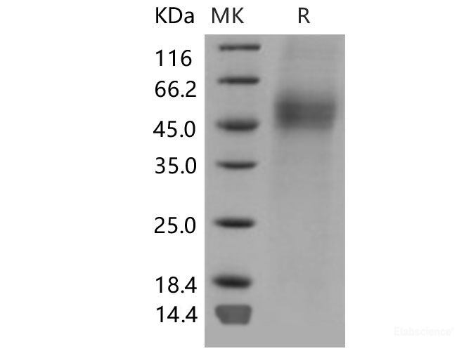 Recombinant Mouse CD19 / Leu-12 Protein (His tag)-Elabscience