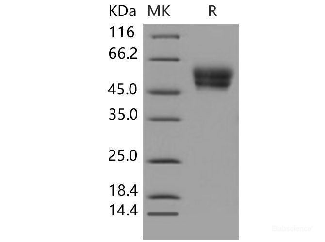 Recombinant Mouse CADM4 / IGSF4C / TSLL2 Protein (His tag)-Elabscience
