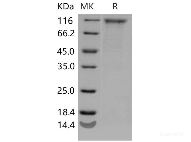 Recombinant Mouse CD180 / RP105 Protein (Fc tag)-Elabscience