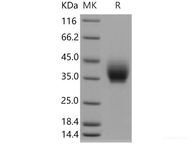 Recombinant Mouse  ICOS Protein (Fc Tag)-Elabscience
