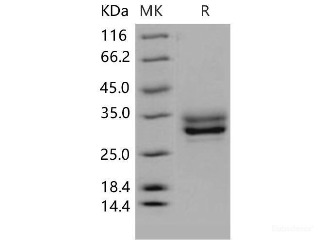 Recombinant Mouse JAM3 / JAM-C Protein (His tag)-Elabscience