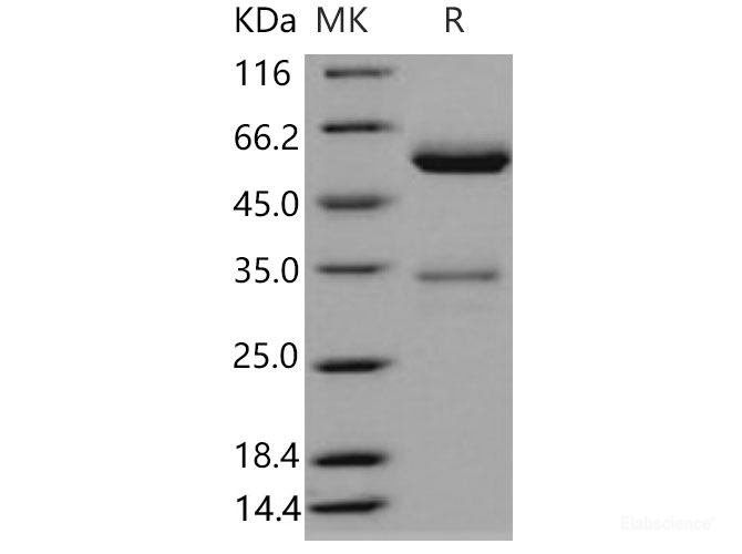 Recombinant Mouse JAM-A / F11R Protein (Fc tag)(Fc tag)-Elabscience