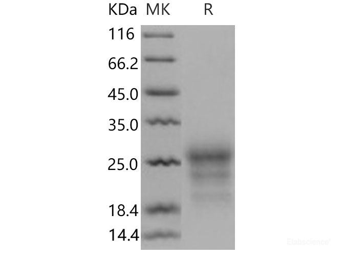 Recombinant Mouse CD90 / THY-1 Protein (His tag)-Elabscience