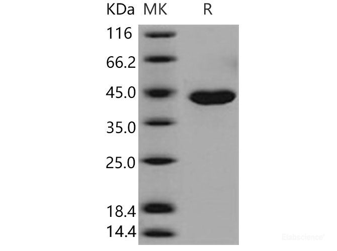 Recombinant Mouse Carboxypeptidase A1 / CPA1 Protein (His tag)-Elabscience