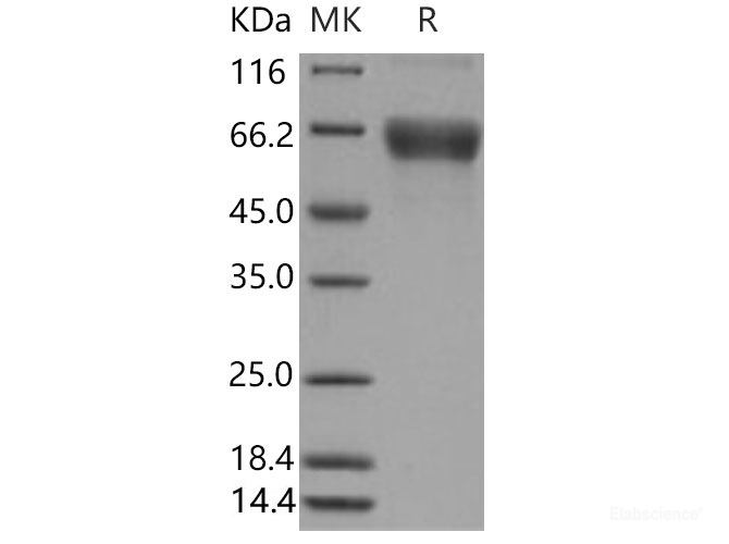 Recombinant Mouse CD80 / B7-1 Protein (Fc tag)-Elabscience
