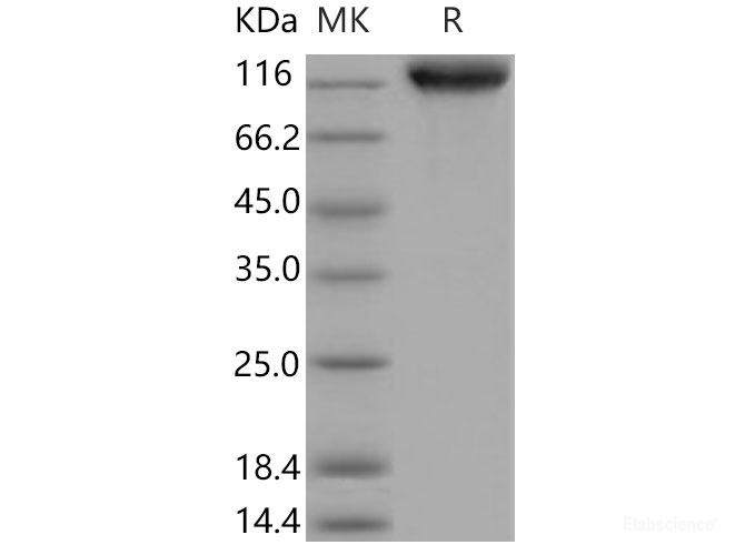 Recombinant Mouse ICAM-1 / CD54 Protein (His & Fc tag)-Elabscience