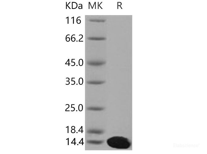 Recombinant Mouse S100A5 Protein (His tag)-Elabscience